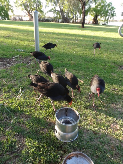 Bob Said They Were Some Type Of Swamp Hen. This Is While I Was Eating, They Were Not Shy!